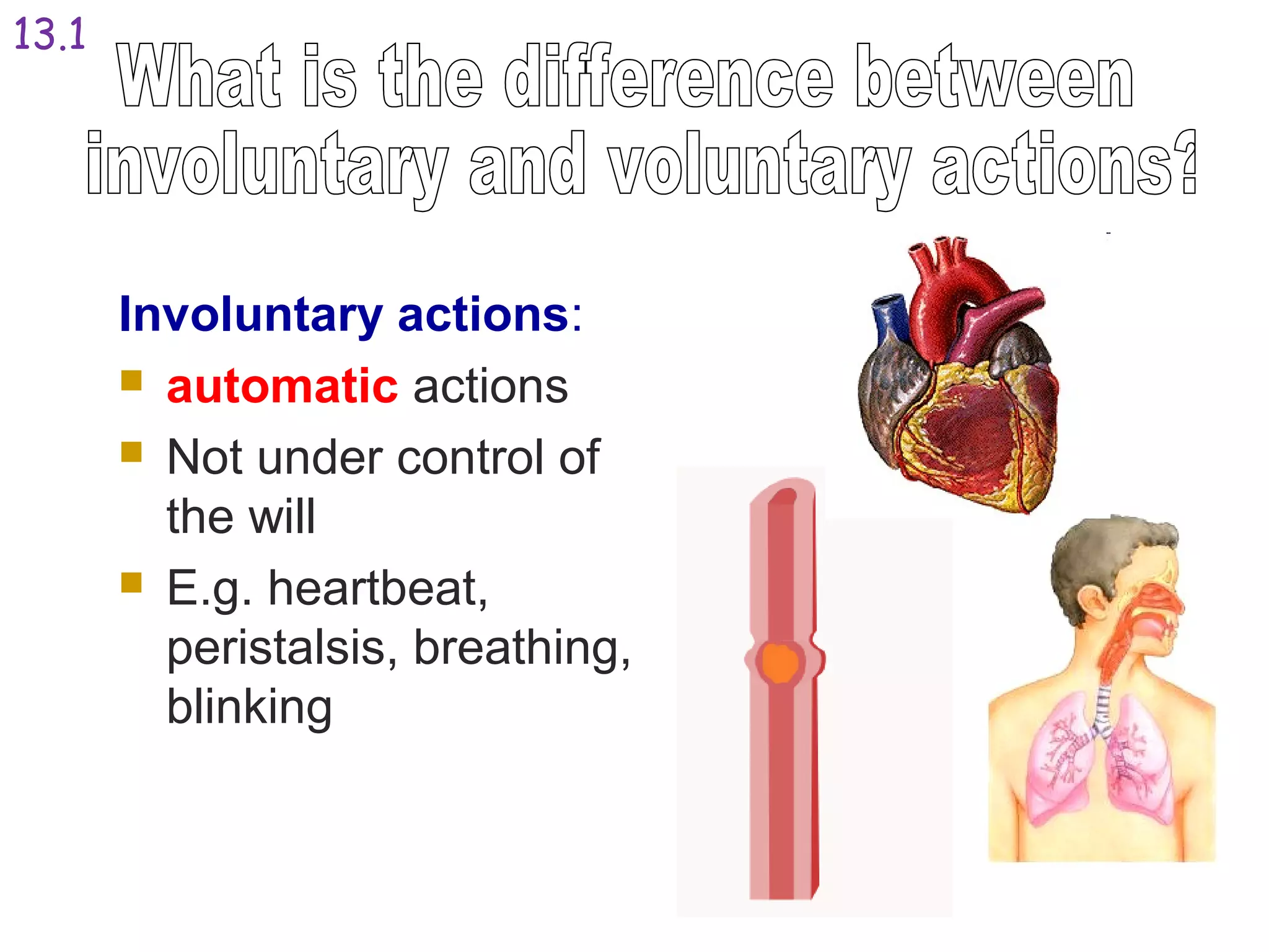 Involuntary actions:
 automatic actions
 Not under control of
the will
 E.g. heartbeat,
peristalsis, breathing,
blinking
13.1
 