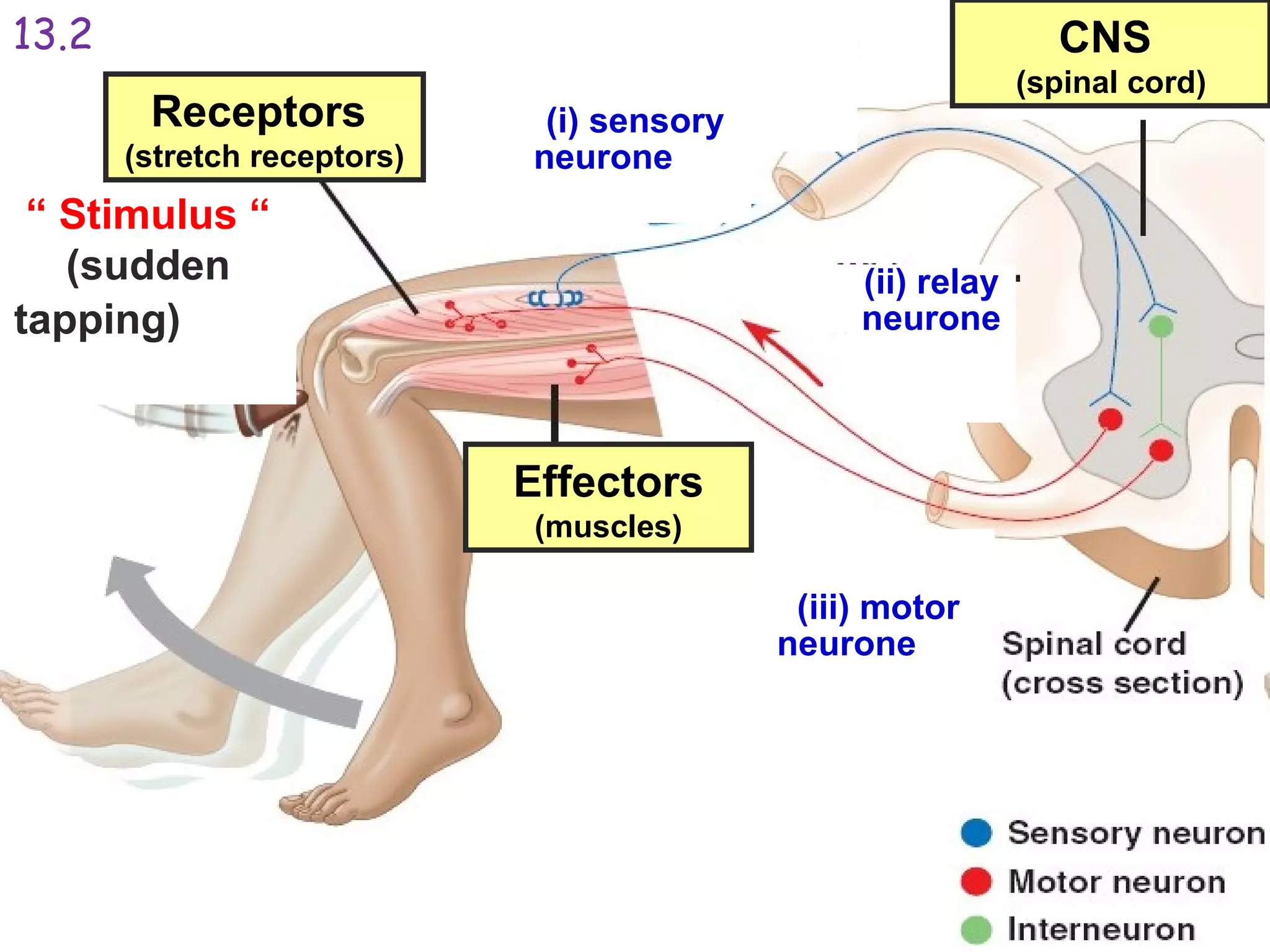 Prepared By, Ms Wong
“ Stimulus “
(sudden
tapping)
CNS
(spinal cord)
Effectors
(muscles)
(i) sensory
neurone
(iii) motor
neurone
(ii) relay
neurone
Receptors
(stretch receptors)
13.2
 