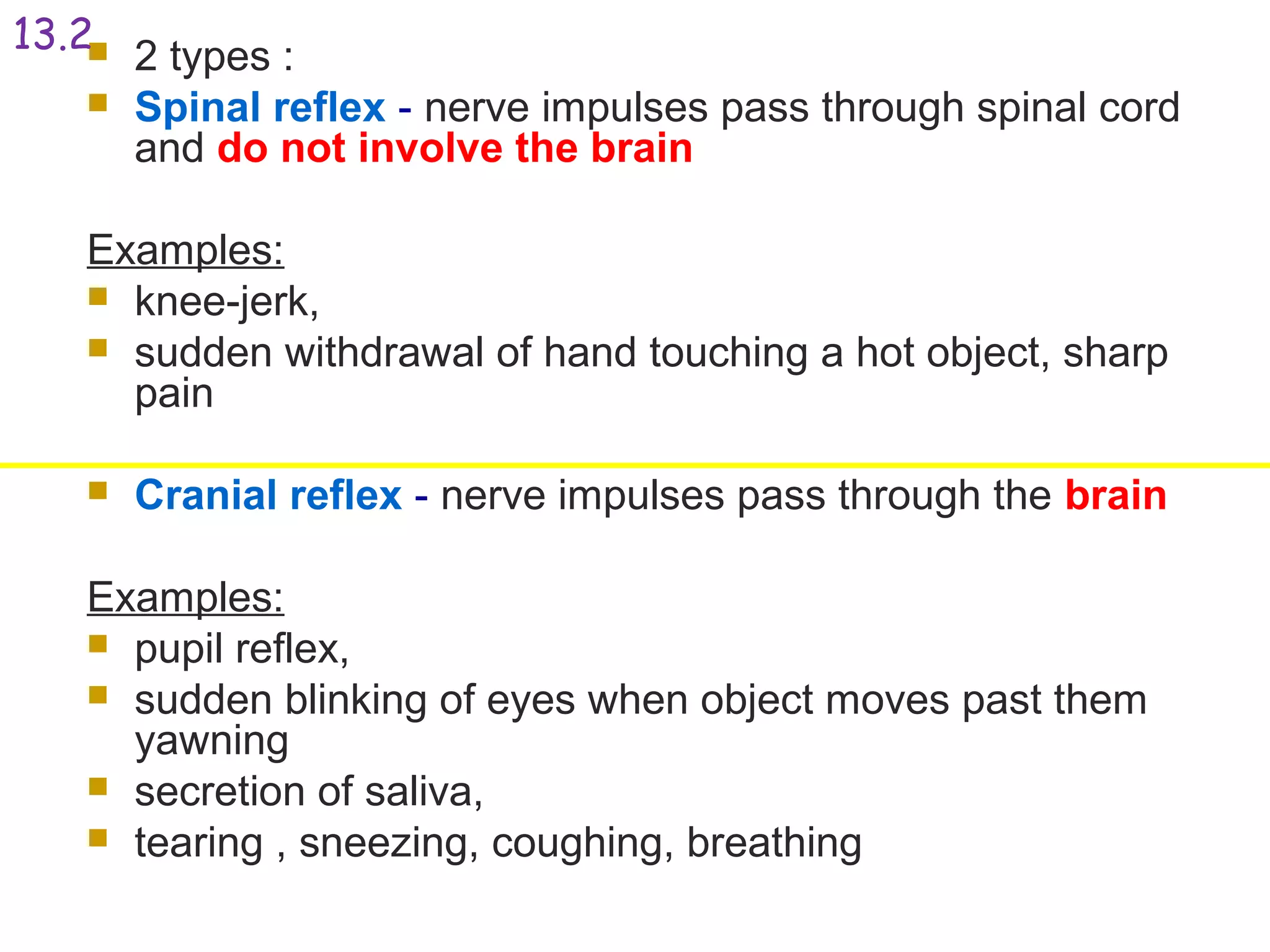  2 types :
 Spinal reflex - nerve impulses pass through spinal cord
and do not involve the brain
Examples:
 knee-jerk,
 sudden withdrawal of hand touching a hot object, sharp
pain
 Cranial reflex - nerve impulses pass through the brain
Examples:
 pupil reflex,
 sudden blinking of eyes when object moves past them
yawning
 secretion of saliva,
 tearing , sneezing, coughing, breathing
13.2
 
