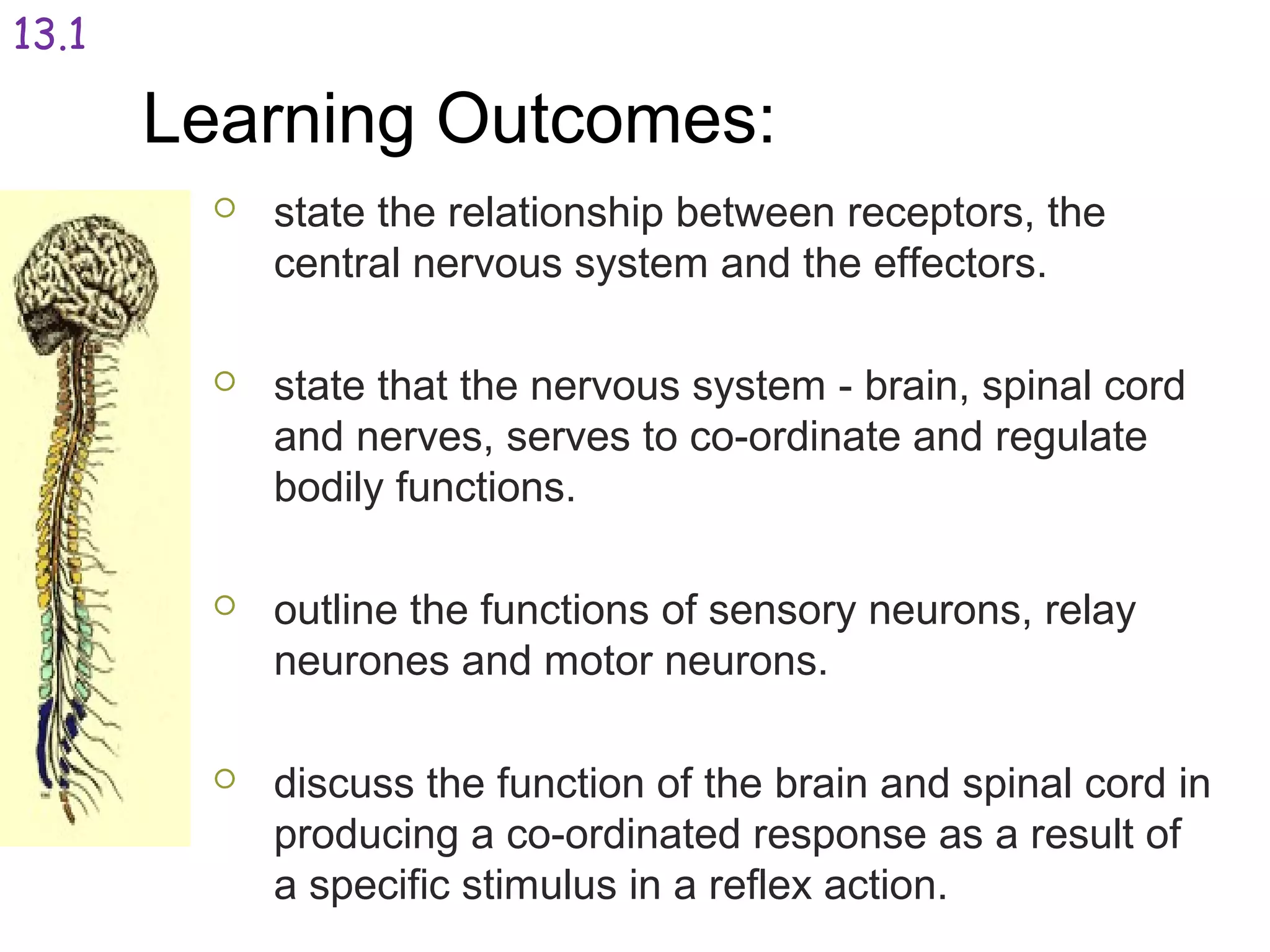 Learning Outcomes:
 state the relationship between receptors, the
central nervous system and the effectors.
 state that the nervous system - brain, spinal cord
and nerves, serves to co-ordinate and regulate
bodily functions.
 outline the functions of sensory neurons, relay
neurones and motor neurons.
 discuss the function of the brain and spinal cord in
producing a co-ordinated response as a result of
a specific stimulus in a reflex action.
13.1
 