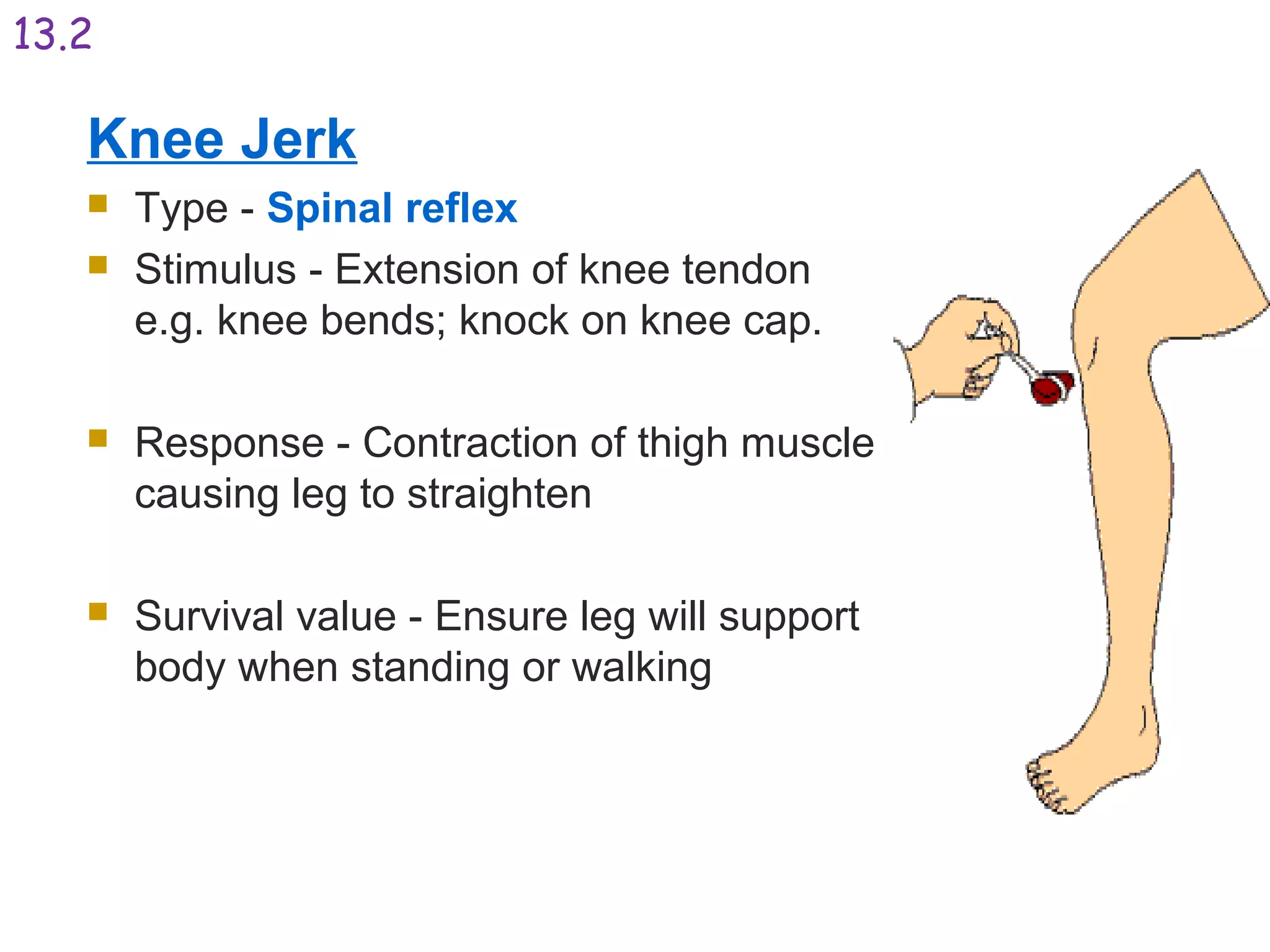Knee Jerk
 Type - Spinal reflex
 Stimulus - Extension of knee tendon
e.g. knee bends; knock on knee cap.
 Response - Contraction of thigh muscle
causing leg to straighten
 Survival value - Ensure leg will support
body when standing or walking
13.2
 