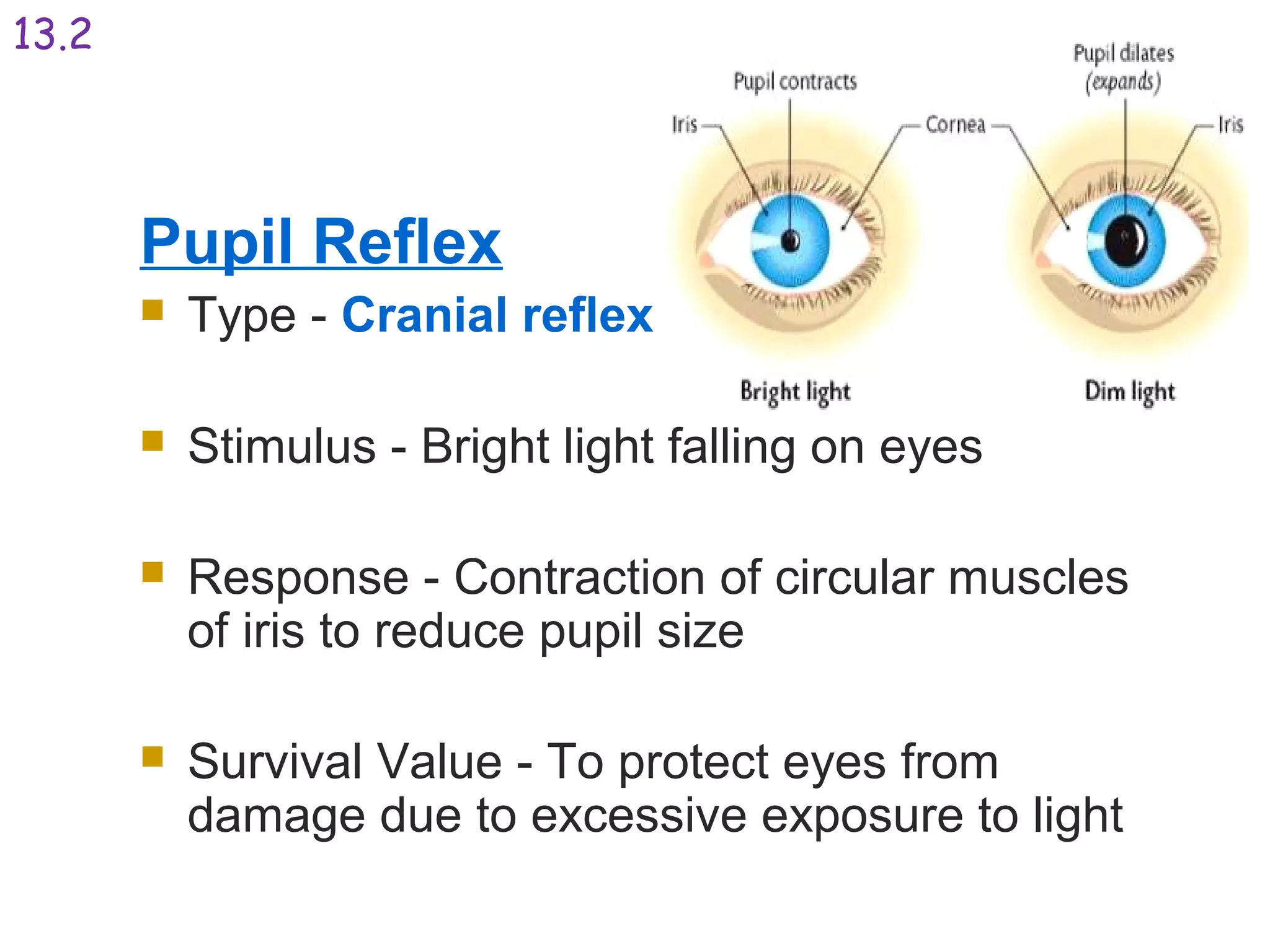 Pupil Reflex
 Type - Cranial reflex
 Stimulus - Bright light falling on eyes
 Response - Contraction of circular muscles
of iris to reduce pupil size
 Survival Value - To protect eyes from
damage due to excessive exposure to light
13.2
 