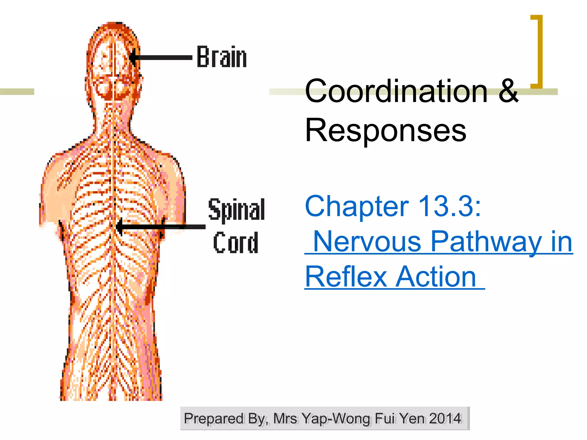 Coordination &
Responses
Chapter 13.3:
Nervous Pathway in
Reflex Action
Prepared By, Mrs Yap-Wong Fui Yen 2014Prepared By, Mrs Yap-Wong Fui Yen 2014
 