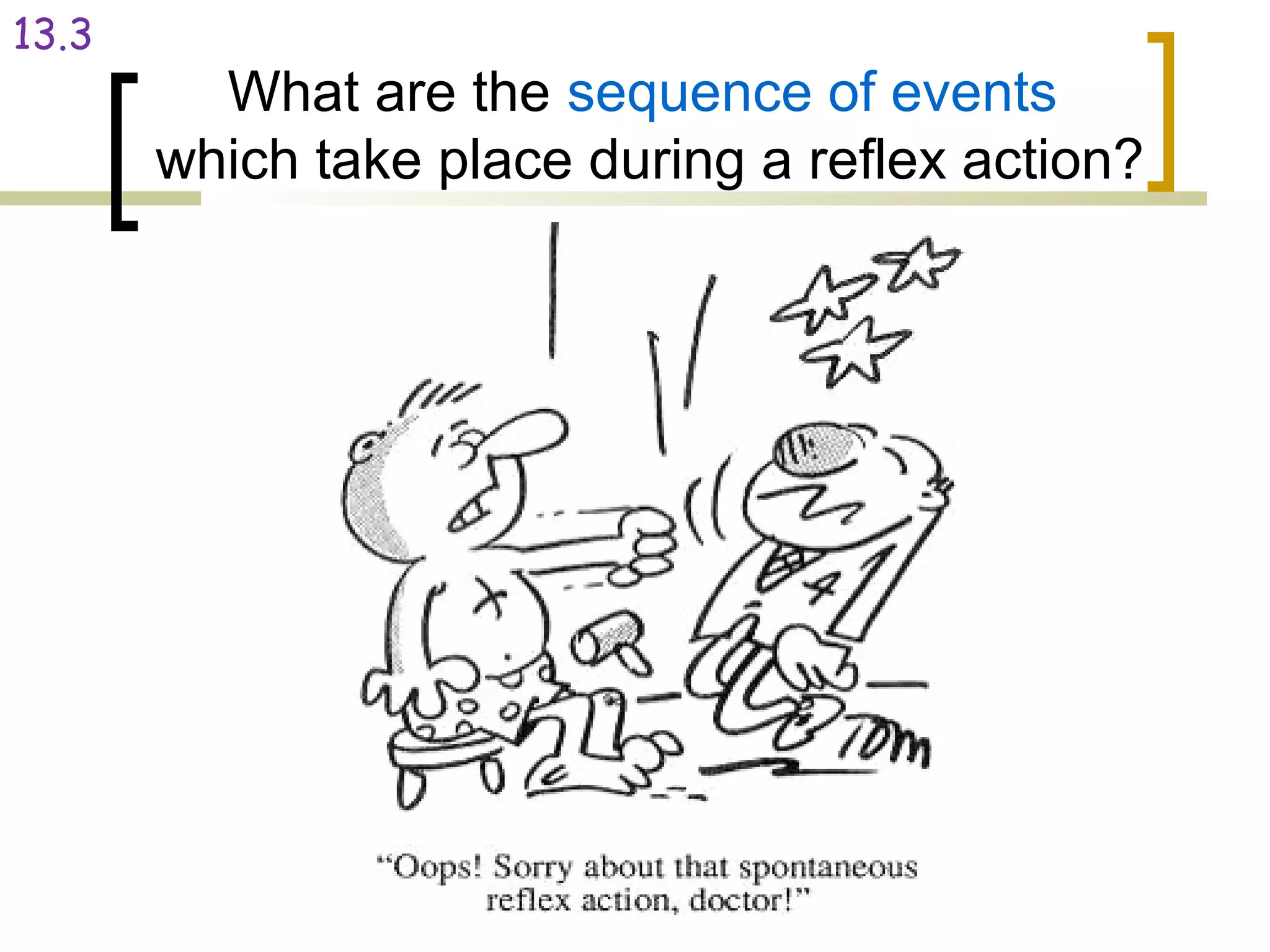 Prepared By, Ms Wong
What are the sequence of events
which take place during a reflex action?
13.3
 