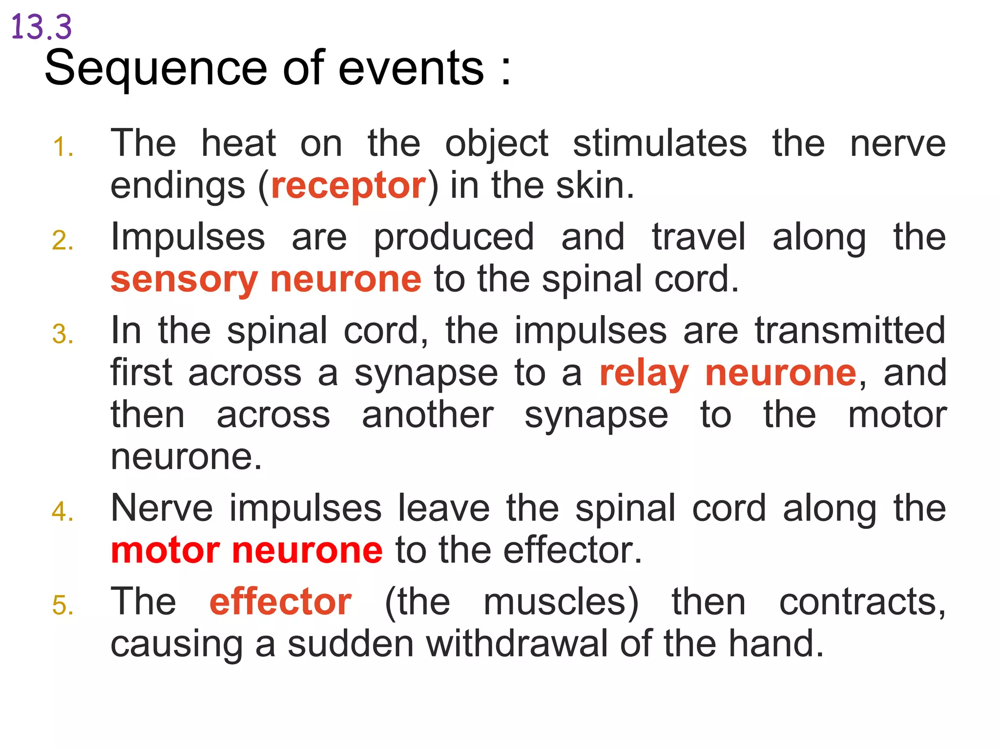 Sequence of events :
1. The heat on the object stimulates the nerve
endings (receptor) in the skin.
2. Impulses are produced and travel along the
sensory neurone to the spinal cord.
3. In the spinal cord, the impulses are transmitted
first across a synapse to a relay neurone, and
then across another synapse to the motor
neurone.
4. Nerve impulses leave the spinal cord along the
motor neurone to the effector.
5. The effector (the muscles) then contracts,
causing a sudden withdrawal of the hand.
13.3
 