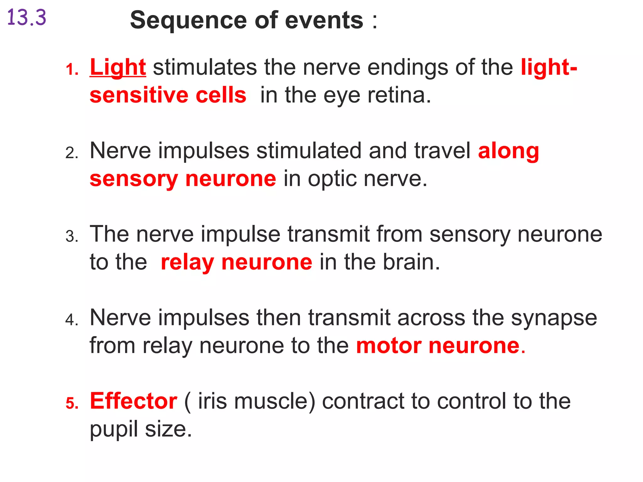 Sequence of events :
1. Light stimulates the nerve endings of the light-
sensitive cells in the eye retina.
2. Nerve impulses stimulated and travel along
sensory neurone in optic nerve.
3. The nerve impulse transmit from sensory neurone
to the relay neurone in the brain.
4. Nerve impulses then transmit across the synapse
from relay neurone to the motor neurone.
5. Effector ( iris muscle) contract to control to the
pupil size.
13.3
 