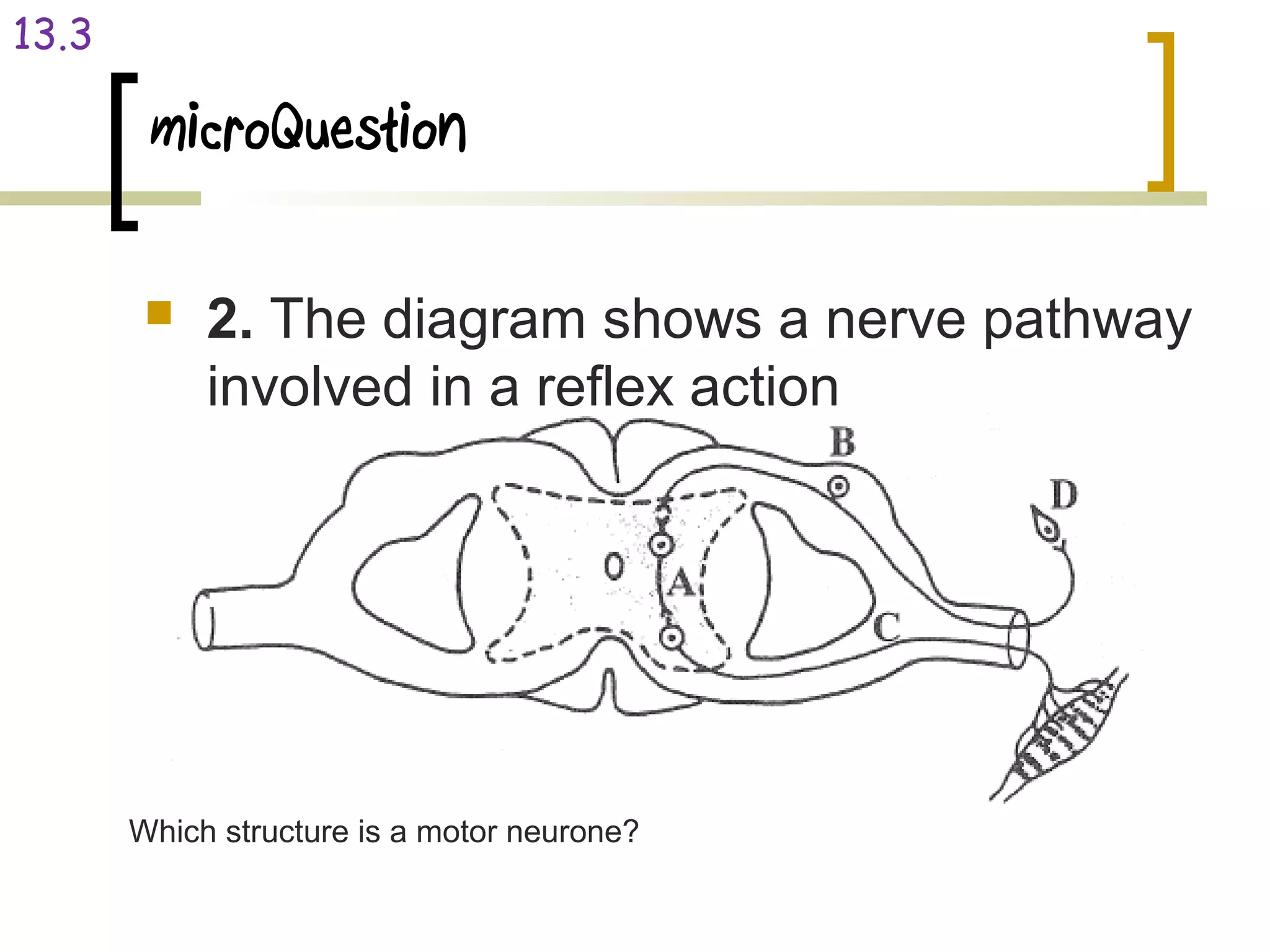 microQuestion
 2. The diagram shows a nerve pathway
involved in a reflex action
13.3
Which structure is a motor neurone?
 