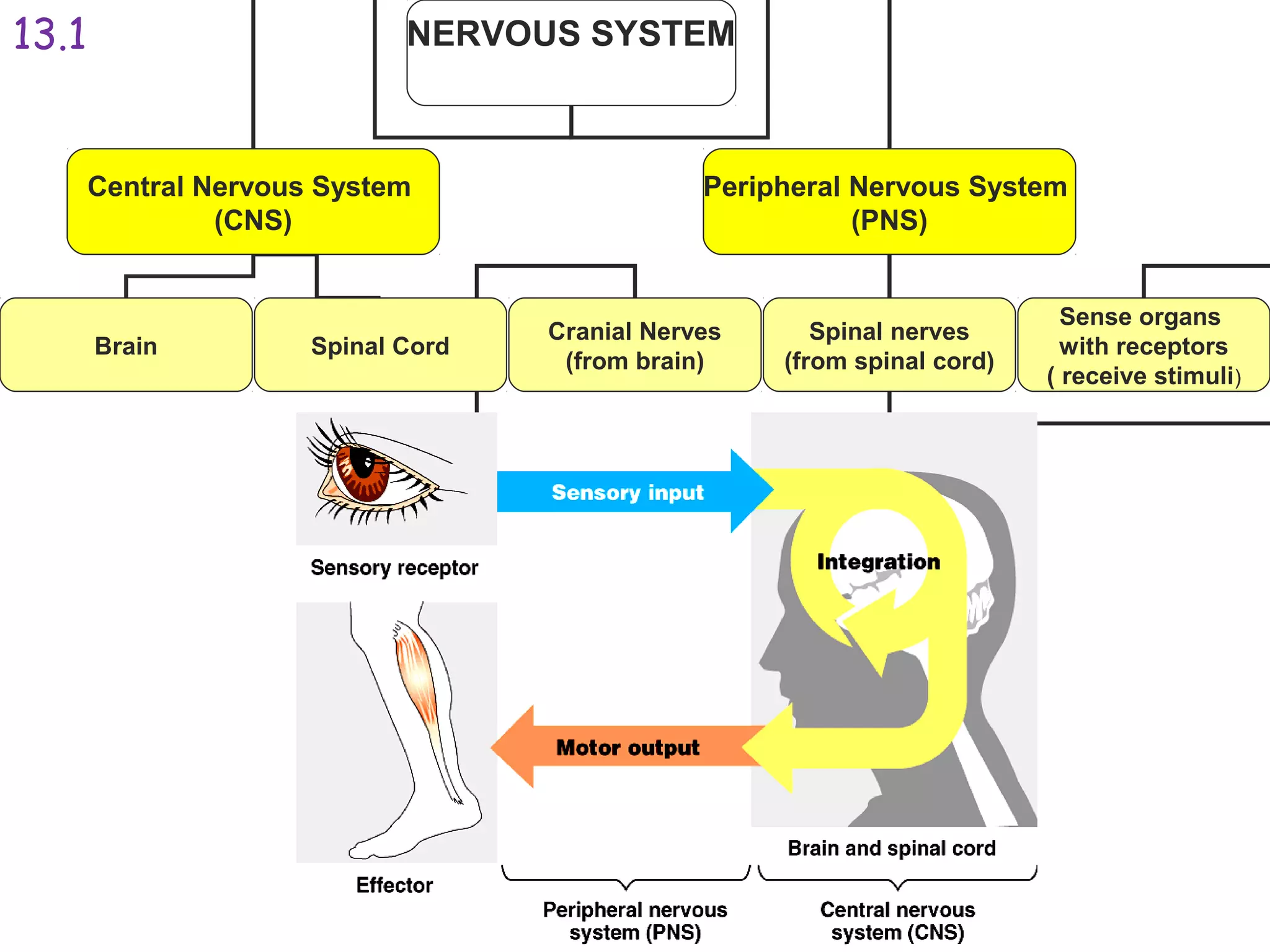 NERVOUS SYSTEM
Central Nervous System
(CNS)
Peripheral Nervous System
(PNS)
Cranial Nerves
(from brain)
Spinal nerves
(from spinal cord)
Sense organs
with receptors
( receive stimuli)
Brain Spinal Cord
13.1
 
