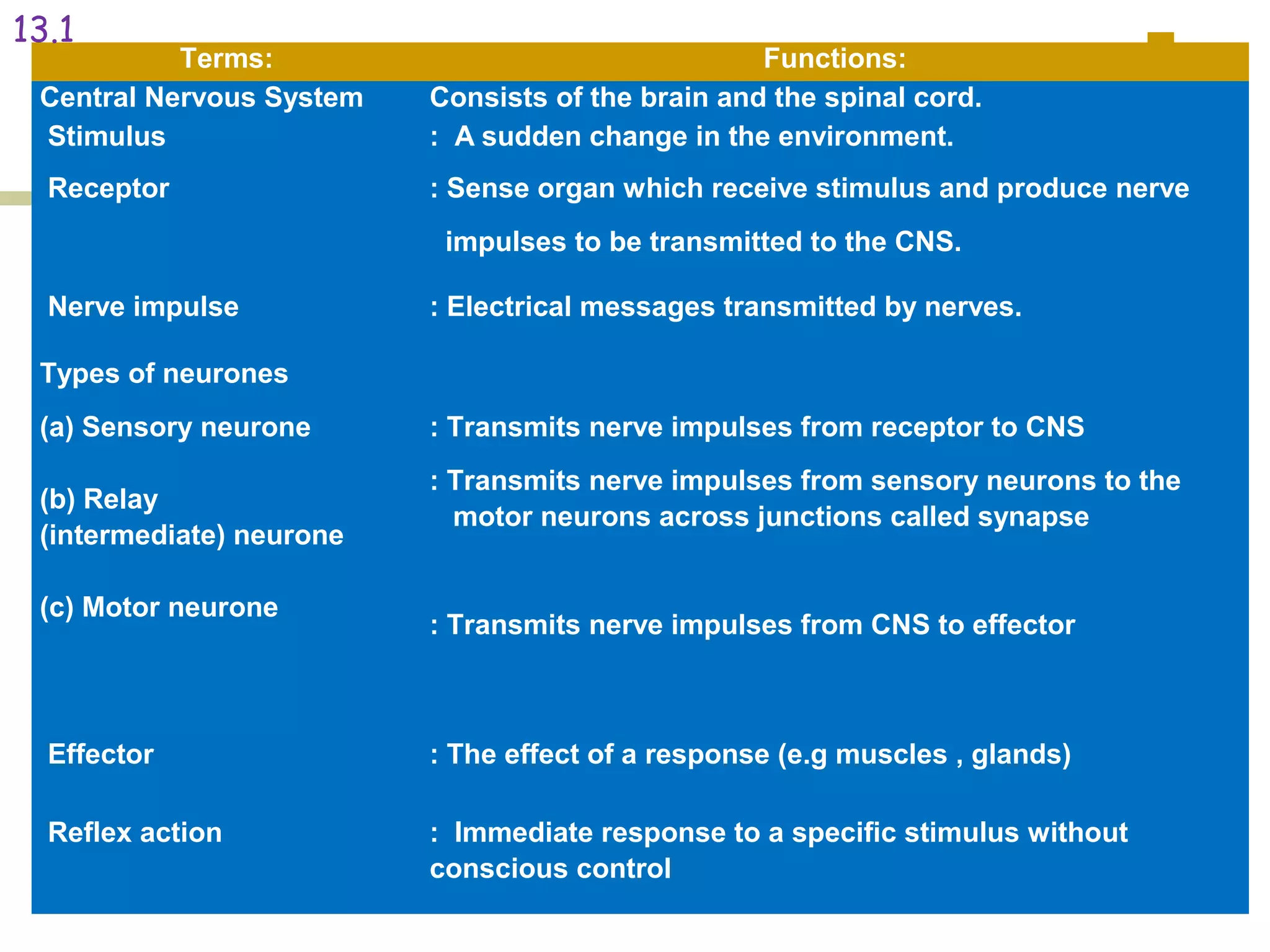 Prepared By, Ms Wong
Terms: Functions:
Central Nervous System Consists of the brain and the spinal cord.
Stimulus : A sudden change in the environment.
Receptor : Sense organ which receive stimulus and produce nerve
impulses to be transmitted to the CNS.
Nerve impulse : Electrical messages transmitted by nerves.
Types of neurones
(a) Sensory neurone
(b) Relay
(intermediate) neurone
(c) Motor neurone
: Transmits nerve impulses from receptor to CNS
: Transmits nerve impulses from sensory neurons to the
motor neurons across junctions called synapse
: Transmits nerve impulses from CNS to effector
Effector : The effect of a response (e.g muscles , glands)
Reflex action : Immediate response to a specific stimulus without
conscious control
13.1
 