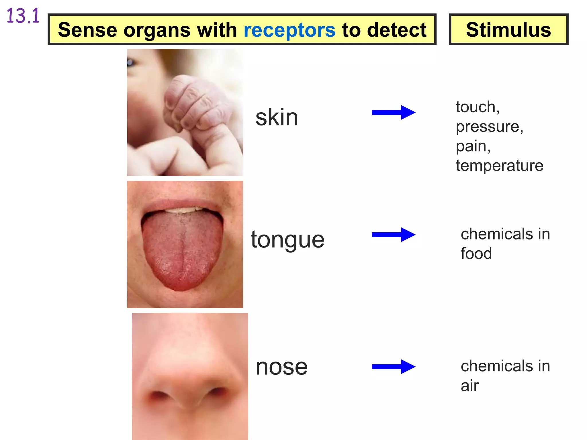 Sense organs with receptors to detect Stimulus
skin
tongue
nose
touch,
pressure,
pain,
temperature
chemicals in
food
chemicals in
air
13.1
 