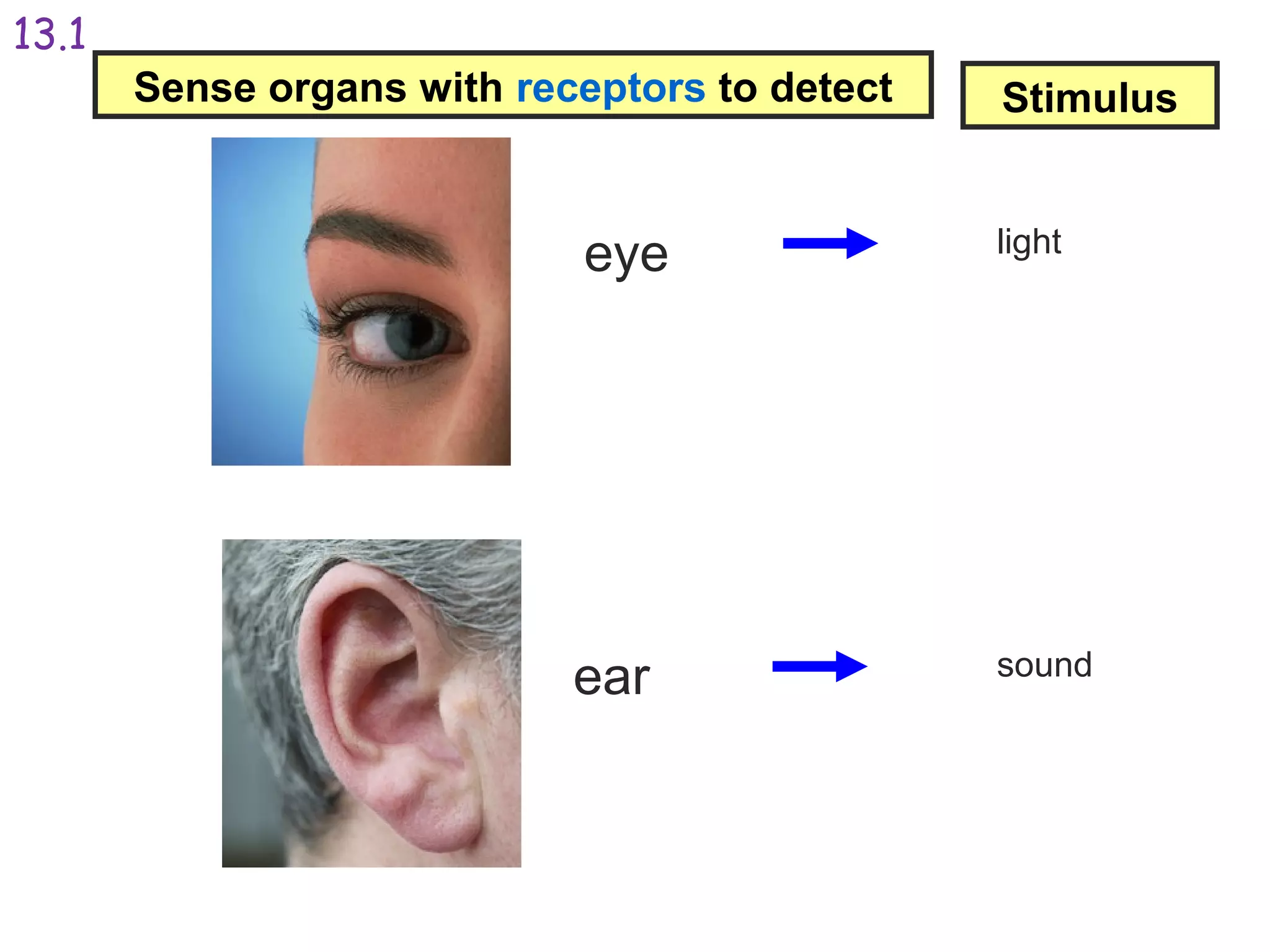 Sense organs with receptors to detect Stimulus
eye
ear
light
sound
13.1
 