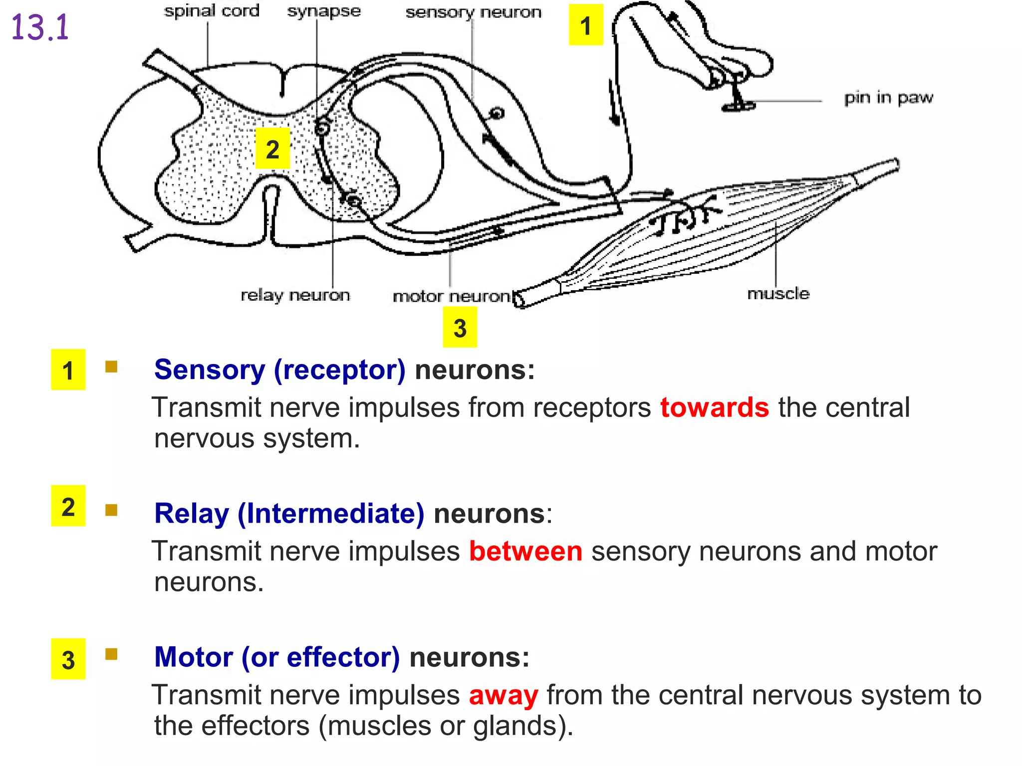  Sensory (receptor) neurons:
Transmit nerve impulses from receptors towards the central
nervous system.
 Relay (Intermediate) neurons:
Transmit nerve impulses between sensory neurons and motor
neurons.
 Motor (or effector) neurons:
Transmit nerve impulses away from the central nervous system to
the effectors (muscles or glands).
1
2
3
1
2
3
13.1
 