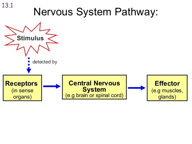 The nervous system 2014 - Label The Pathways Of The Nervous System