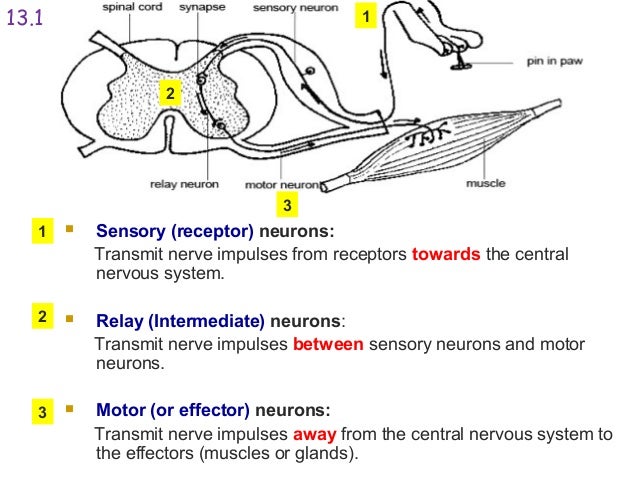 Impulses Travel Away From The Central Nervous System Impulses Travel Away From The Central Nervous System