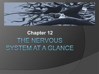 The Nervous System at a Glance Chapter 12 