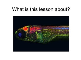 What is this lesson about?
 