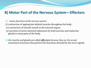 B) Motor Part of the Nervous System—Effectors
 motor functions of the nervous system:
(1) contraction of appropriate skeletal muscles throughout the body,
(2) contraction of smooth muscle in the internal organs,
(3) secretion of active chemical substances by both exocrine and endocrine
glands in many parts of the body.
 the muscles and glands are called effectors because they are the actual
anatomical structures that perform the functions dictated by the nerve signals.
 
