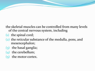 the skeletal muscles can be controlled from many levels
of the central nervous system, including
(1) the spinal cord;
(2) the reticular substance of the medulla, pons, and
mesencephalon;
(3) the basal ganglia;
(4) the cerebellum;
(5) the motor cortex.
 