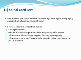 (1) Spinal Cord Level
 Even after the spinal cord has been cut in the high neck region, many highly
organized spinal cord functions still occur.
 neuronal circuits in the cord can cause :
(1) walking movements,
(2) reflexes that withdraw portions of the body from painful objects
(3) reflexes that stiffen the legs to support the body against gravity
(4) reflexes that control local blood vessels, gastrointestinal movements, or
urinary excretion.
 