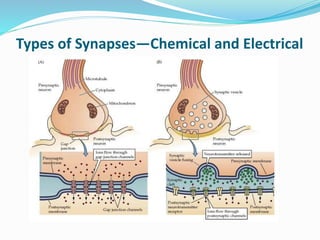 Types of Synapses—Chemical and Electrical
 