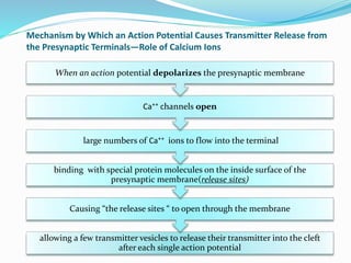 Mechanism by Which an Action Potential Causes Transmitter Release from
the Presynaptic Terminals—Role of Calcium Ions
allowing a few transmitter vesicles to release their transmitter into the cleft
after each single action potential
Causing “the release sites “ to open through the membrane
binding with special protein molecules on the inside surface of the
presynaptic membrane(release sites)
large numbers of Ca⁺⁺ ions to flow into the terminal
Ca⁺⁺ channels open
When an action potential depolarizes the presynaptic membrane
 