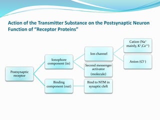 Action of the Transmitter Substance on the Postsynaptic Neuron
Function of “Receptor Proteins”
Postsynaptic
receptor
Ionophore
component (in)
Ion channel
Cation (Na⁺
mainly, K⁺,Ca⁺⁺)
Anion (Cl⁻)
Second messenger
activator
(molecule)
Binding
component (out)
Bind to NTM in
synaptic cleft
 