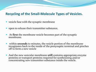 Recycling of the Small-Molecule Types of Vesicles.
 vesicle fuse with the synaptic membrane
 open to release their transmitter substance,
 At first the membrane vesicle becomes part of the synaptic
membrane.
 within seconds to minutes, the vesicle portion of the membrane
invaginates back to the inside of the presynaptic terminal and pinches
off to form a new vesicle
 And the new vesicular membrane still contains appropriate enzyme
proteins or transport proteins required for synthesizing and/or
concentrating new transmitter substance inside the vesicle.
 
