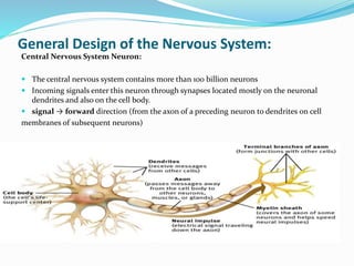 General Design of the Nervous System:
Central Nervous System Neuron:
 The central nervous system contains more than 100 billion neurons
 Incoming signals enter this neuron through synapses located mostly on the neuronal
dendrites and also on the cell body.
 signal → forward direction (from the axon of a preceding neuron to dendrites on cell
membranes of subsequent neurons)
 