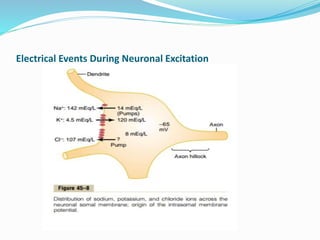 Electrical Events During Neuronal Excitation
 