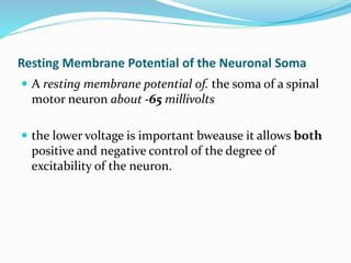 Resting Membrane Potential of the Neuronal Soma
 A resting membrane potential of. the soma of a spinal
motor neuron about -65 millivolts
 the lower voltage is important bweause it allows both
positive and negative control of the degree of
excitability of the neuron.
 