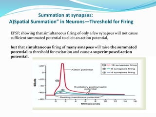 Summation at synapses:
A)Spatial Summation” in Neurons—Threshold for Firing
EPSP, showing that simultaneous firing of only a few synapses will not cause
sufficient summated potential to elicit an action potential,
but that simultaneous firing of many synapses will raise the summated
potential to threshold for excitation and cause a superimposed action
potential.
 