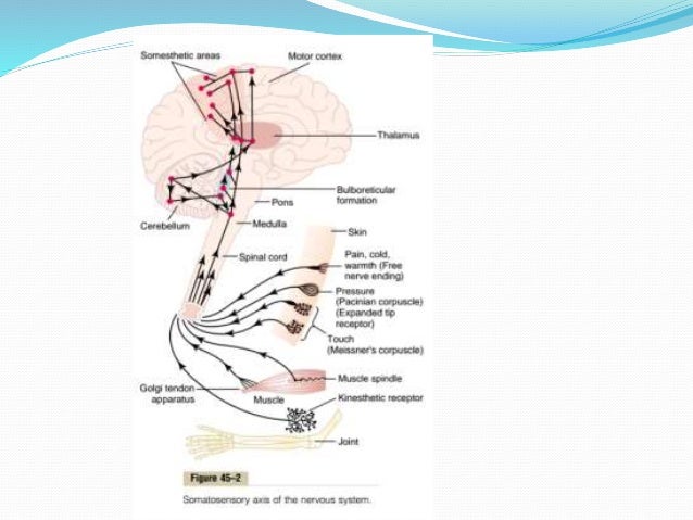 General Physiology The nervous system, basic functions