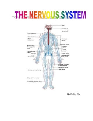 1304925152400<br />By Phillip Ahn<br />In your body, there are many vital systems of organs that keep your body up and running every day. One of these systems is the nervous system. The main organs nervous system includes the brain, the spinal cord, and all of the nerves. The nervous system is your body’s most complicated system and one of your most important systems. Like every other system in the body, the nervous system is vulnerable to many types of diseases. The types of nervous system disorders can be divided into many groups.<br />The first group of brain diseases are the organic brain disorders. Organic brain disorders can be sorted into three groups: Delirium, Dementia, and Specific neuropsychiatric syndromes. Delirium and dementia affect all aspects of cognition, whereas specific neuro-psychiatric disorders affect selective components of cognitive function.<br />Delirium is a common but severe neuropsychiatric disorder. It changes in arousal, perceptual deficits, altered sleep cycle, and psychotic features such as hallucinations and delusions. Delirium is usually caused by a disease process out the brain, such as pneumonia or drug effects. Delirium’s symptoms are present in dementia, depression, and psychosis. Therefore it is usually confused for another disorder. Delirium is one of the most common disorders. It affects 10-20% of all hospitalized adults, and 30-40% of all elderly hospitalized patients and up to 80% of ICU (Intensive-care unit) patients.<br />Delirium can be distinguished from psychosis. Delirium does not impair consciousness or cognition. However, psychosis is capable of producing delirium-like states. Delirium is also different from confusion (but both can be present at the same time). Delirium includes reduction in the ability to form short-term or long-term memory. <br />Dementia is a group of related symptoms that is associated with an ongoing decline of the brain. It affects thinking, memory, understanding, and judgment. There are several types of Dementia: Alzheimer’s disease, vascular dementia, frontotemporal dementia, and Dementia with lewy bodies. Alzheimer’s disease is the most common form of dementia; in Alzheimer’s disease small clumps of protein, known as plaques, start to develop around the brain cells. This stops the normal workings of the brain causing you to lose your memory and other abilities that are serious enough to interfere with daily life. Vascular dementia deals with the blood circulation. It occurs when parts of the brain do not receive enough blood and oxygen because of circulation problems. Just like Alzheimer’s, vascular dementia results in a progressive memory loss.<br />Dementia with Lewy bodies is where structures, known as lewy bodies, develop inside the brain. There are several names for Dementia with Lewy bodies: Lewy Body Disease, Lewy Body dementia, or diffuse Lewy Body Disease. It is hard to recognize Dementia with Lewy Bodies because it is very similar to Alzheimer’s. But, people with Dementia with Lewy bodies often have hallucinations, and extreme sensitivities to antipsychotic medications. It reduces alertness and the attention span of the victim. Also the person will have many hallucinations at night. Frontotemporal dementia is also confused with Alzheimer's disease. Frontotemporal dementia is a term for a diverse group of uncommon disorders. These disorders usually are associated with personality, behavior, and language. People with frontotemporal dementia undergo dramatic changes in personality. They become either, socially inappropriate, impulsive, or lose the ability to use and understand language.<br />Another type of disorder that can occur in the nervous system is Brain cancer. Brain cancer occurs when a tumor forms in your brain. There are two types of brain tumors: primary brain tumors, and metastatic brain tumors.  Primary brain tumors can be cancerous or noncancerous.  Primary brain tumors originate in the brain, while metastatic brain tumors originate from cancer cells that have came from other parts of the body. <br />Primary brain tumors destroy brain cells and damage other cells by placing pressure on other parts of the brain, and increasing pressure within the skull. There is no proven cause of primary brain tumors, but it is assumed that there are many possible factors including: radiation therapy to the brain, exposure to radiation, and some inherited conditions. Some symptoms for brain cancer are headaches, seizures, weakness in one part of the body, or changes in the person’s mental functions. Other symptoms of a primary brain tumor are: changes in alertness and the five senses, clumsiness, memory loss, difficulty swallowing or writing and reading. <br />Metastatic brain tumors form when another tumor spreads to the brain. The most common metastatic brain tumors come from the lungs, breast, melanoma, and kidney.  Metastatic brain tumors are more common than primary brain tumors, and have similar symptoms. These include: clumsiness, seizures, memory loss, and headaches. Other symptoms of a metastatic brain tumor are lethargy, vomiting, and the eye pupils to change in size. <br />There is no known cure for any organic brain disorder, although there are many ways to treat it. Many different type of clinics are made to help people with an organic brain disorder. Meanwhile it is possible to remove a brain tumor. The brain tumor is removed by surgery, but the surgery is extremely dangerous and some tumors are impossible to remove.  <br />Works Cited<br /> quot;
Brain Cancer - Overview - Oncologychannel.quot;
 Oncologychannel, Your Oncology Community - Cancer, Tumors, Patient Ed, Physician-Developed - Oncologychannel. Web. 19 Mar. 2010. <http://oncologychannel.com/braincancer/index.shtml>.<br /> quot;
Brain Tumor - Primary - Adults: MedlinePlus Medical Encyclopedia.quot;
 National Library of Medicine - National Institutes of Health. Web. 21 Mar. 2010. <http://www.nlm.nih.gov/medlineplus/ency/article/007222.htm>.<br /> quot;
Delirium.quot;
 Wikipedia, the Free Encyclopedia. Web. 19 Mar. 2010. <http://en.wikipedia.org/wiki/Delirium>.<br /> quot;
Dementia - Introduction.quot;
 NHS Choices Homepage - Your Health, Your Choices. Web. 23 Mar. 2010. <http://www.nhs.uk/conditions/dementia/Pages/Introduction.aspx>.<br /> quot;
Frontotemporal Dementia - MayoClinic.com.quot;
 Mayo Clinic Medical Information and Tools for Healthy Living - MayoClinic.com. Web. 19 Mar. 2010. <http://www.mayoclinic.com/health/frontotemporal-dementia/DS00874>.<br /> quot;
Lewy Body Disease: Signs, Symptoms, Treatment, and Support.quot;
 Helpguide.org: Understand, Prevent and Resolve Life's Challenges. Web. 18 Mar. 2010. <http://helpguide.org/elder/lewy_body_disease.htm>.<br /> quot;
What Is Alzheimer's.quot;
 Web. 26 Mar. 2010. <http://www.alza.org/alzheimers_disease_what_is_alzheimers.asp>.<br />