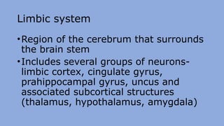 Uncus Brain Function The nervous system in a simplified state and manner | PPTX