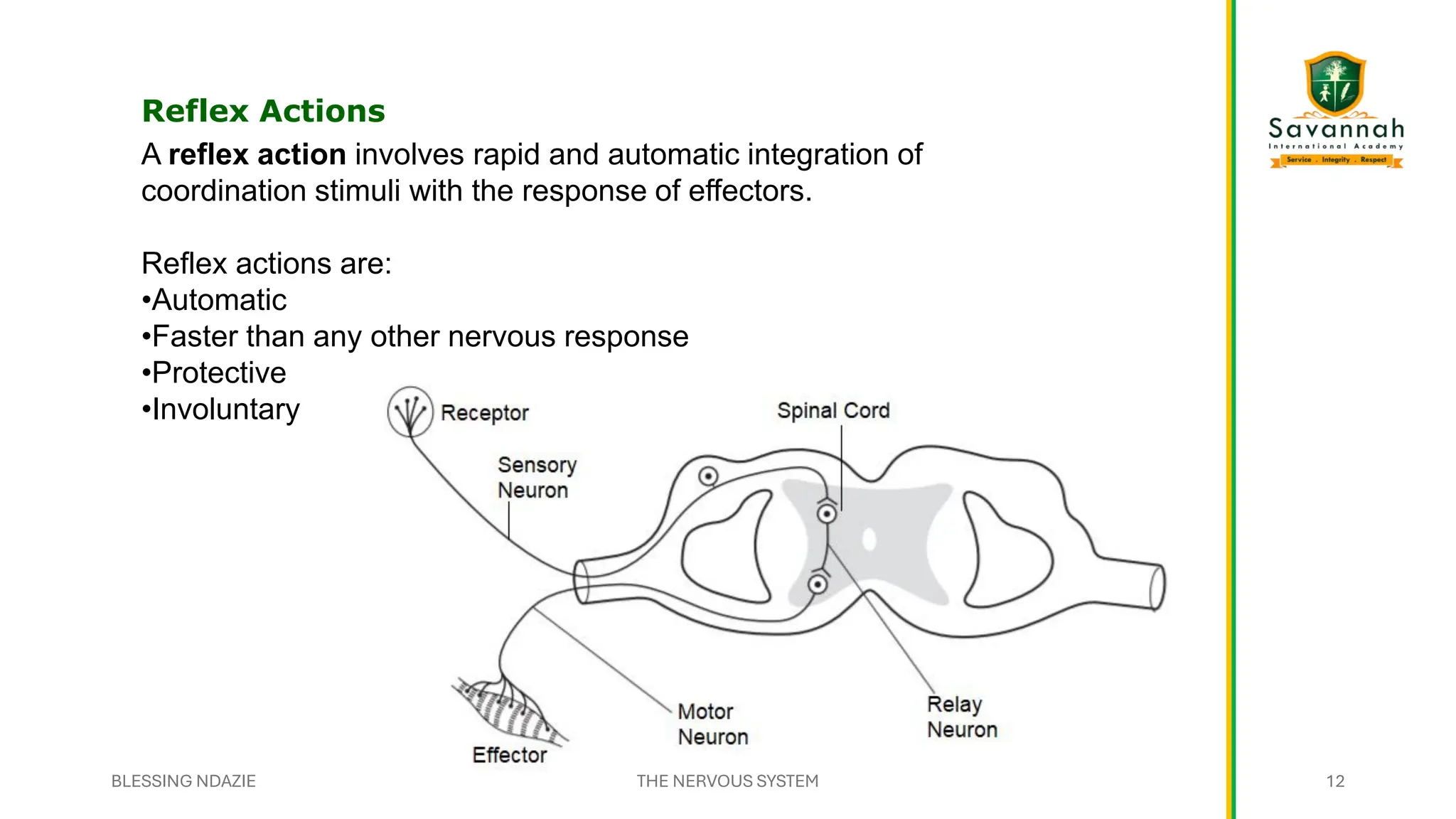 Reflex Actions
A reflex action involves rapid and automatic integration of
coordination stimuli with the response of effectors.
Reflex actions are:
•Automatic
•Faster than any other nervous response
•Protective
•Involuntary
BLESSING NDAZIE THE NERVOUS SYSTEM 12
 