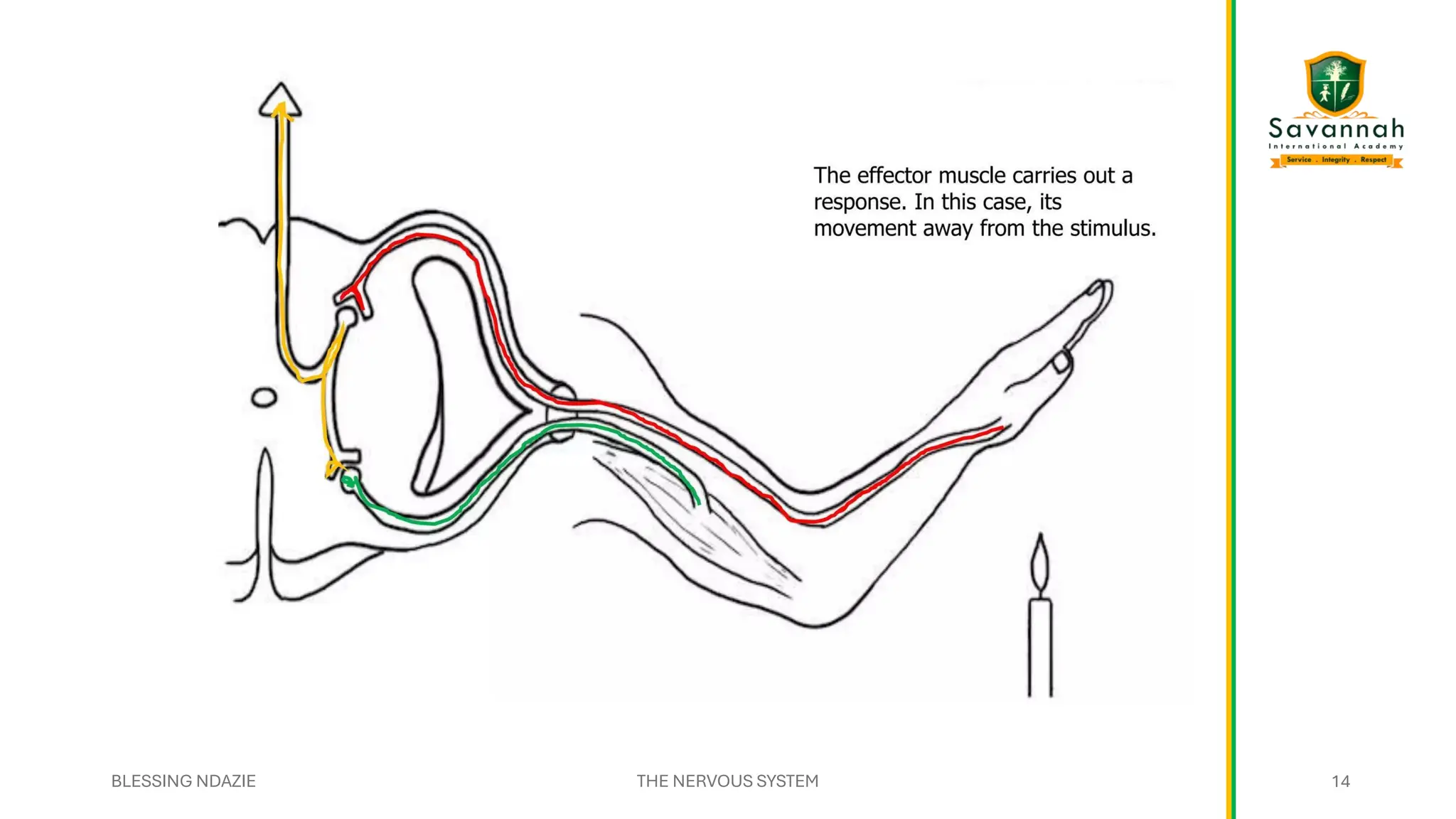BLESSING NDAZIE THE NERVOUS SYSTEM 14
14
 