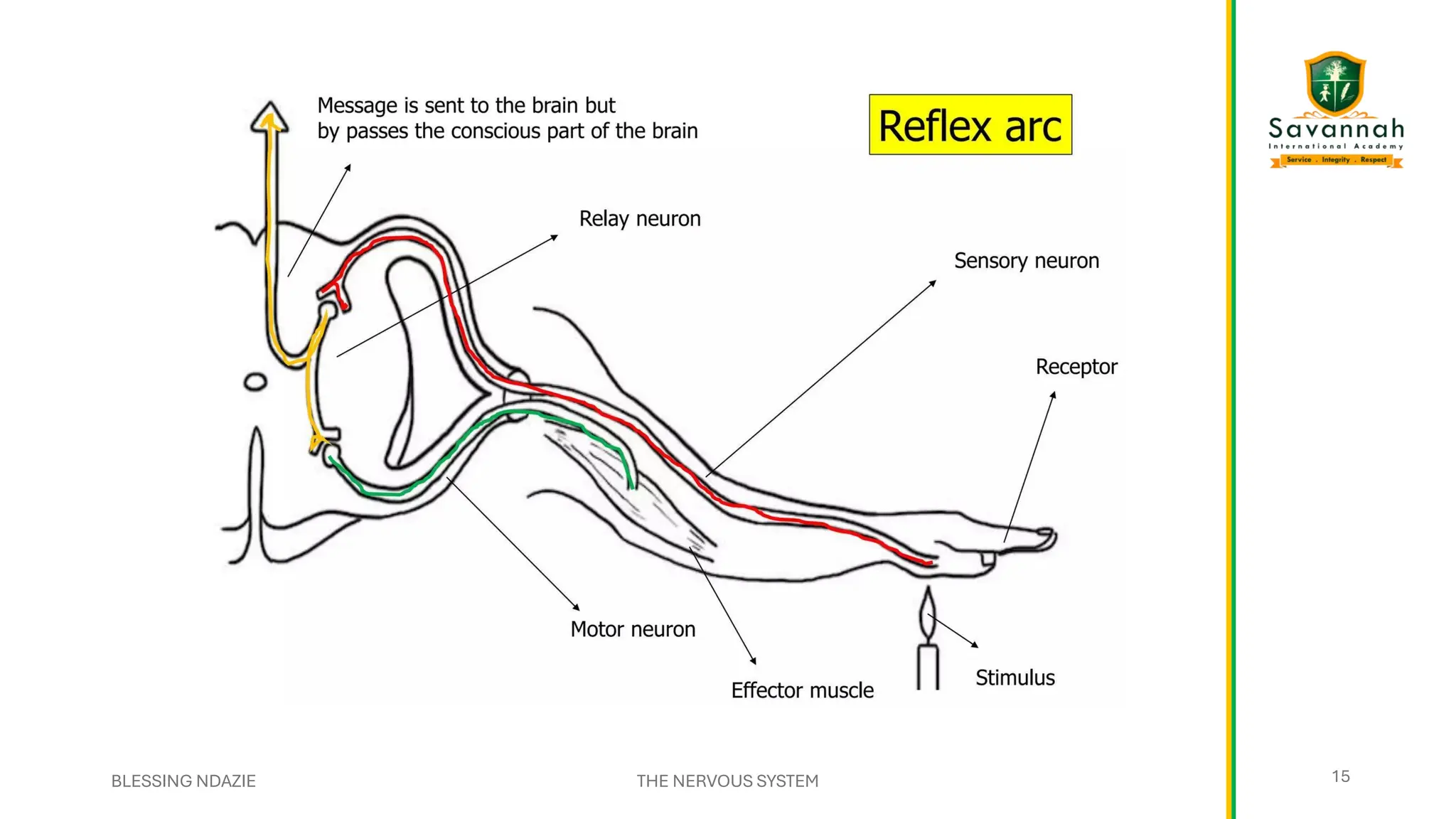 BLESSING NDAZIE THE NERVOUS SYSTEM 15
15
 