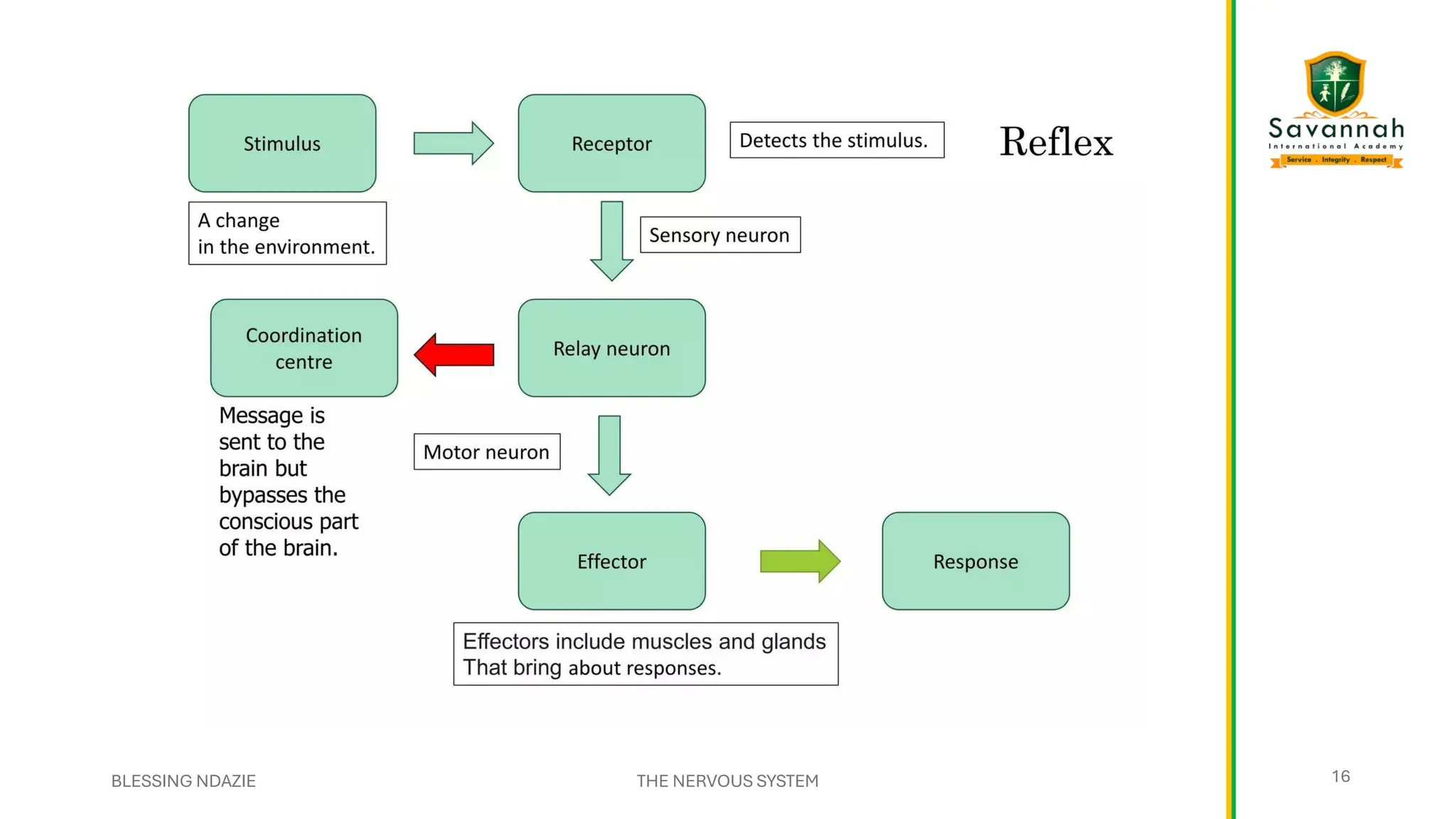 BLESSING NDAZIE THE NERVOUS SYSTEM 16
 