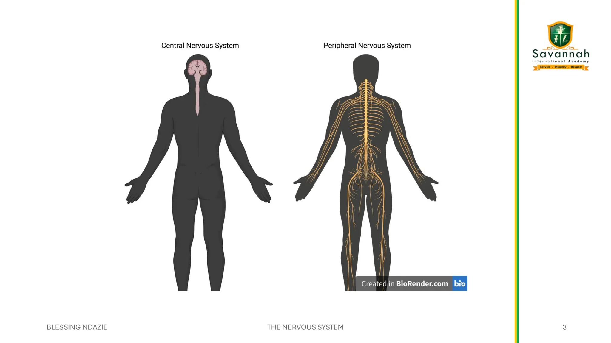 BLESSING NDAZIE THE NERVOUS SYSTEM 3
3
 