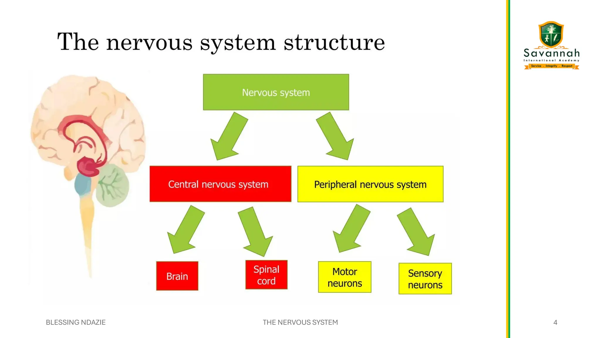 BLESSING NDAZIE THE NERVOUS SYSTEM 4
4
 