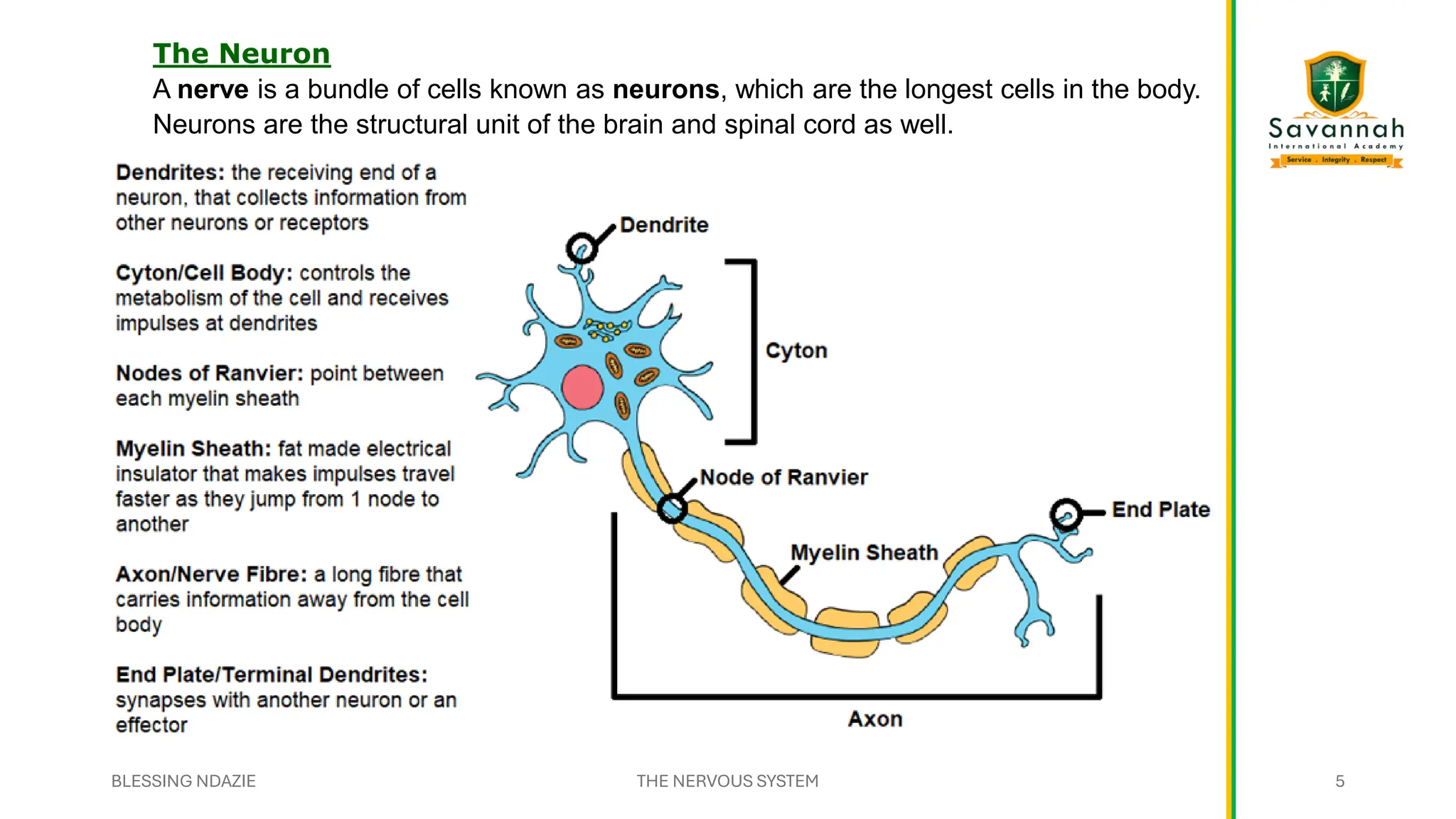 The Neuron
A nerve is a bundle of cells known as neurons, which are the longest cells in the body.
Neurons are the structural unit of the brain and spinal cord as well.
BLESSING NDAZIE THE NERVOUS SYSTEM 5
 
