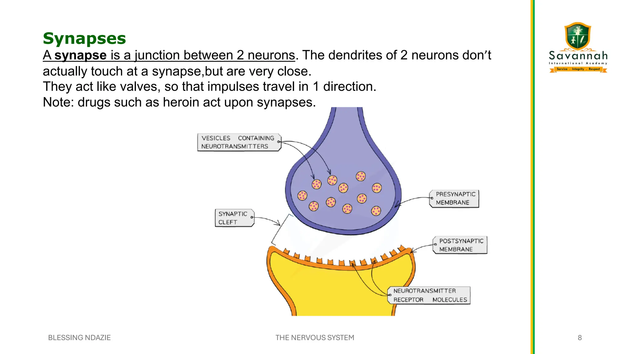 Synapses
A synapse is a junction between 2 neurons. The dendrites of 2 neurons don’t
actually touch at a synapse,but are very close.
They act like valves, so that impulses travel in 1 direction.
Note: drugs such as heroin act upon synapses.
BLESSING NDAZIE THE NERVOUS SYSTEM 8
 
