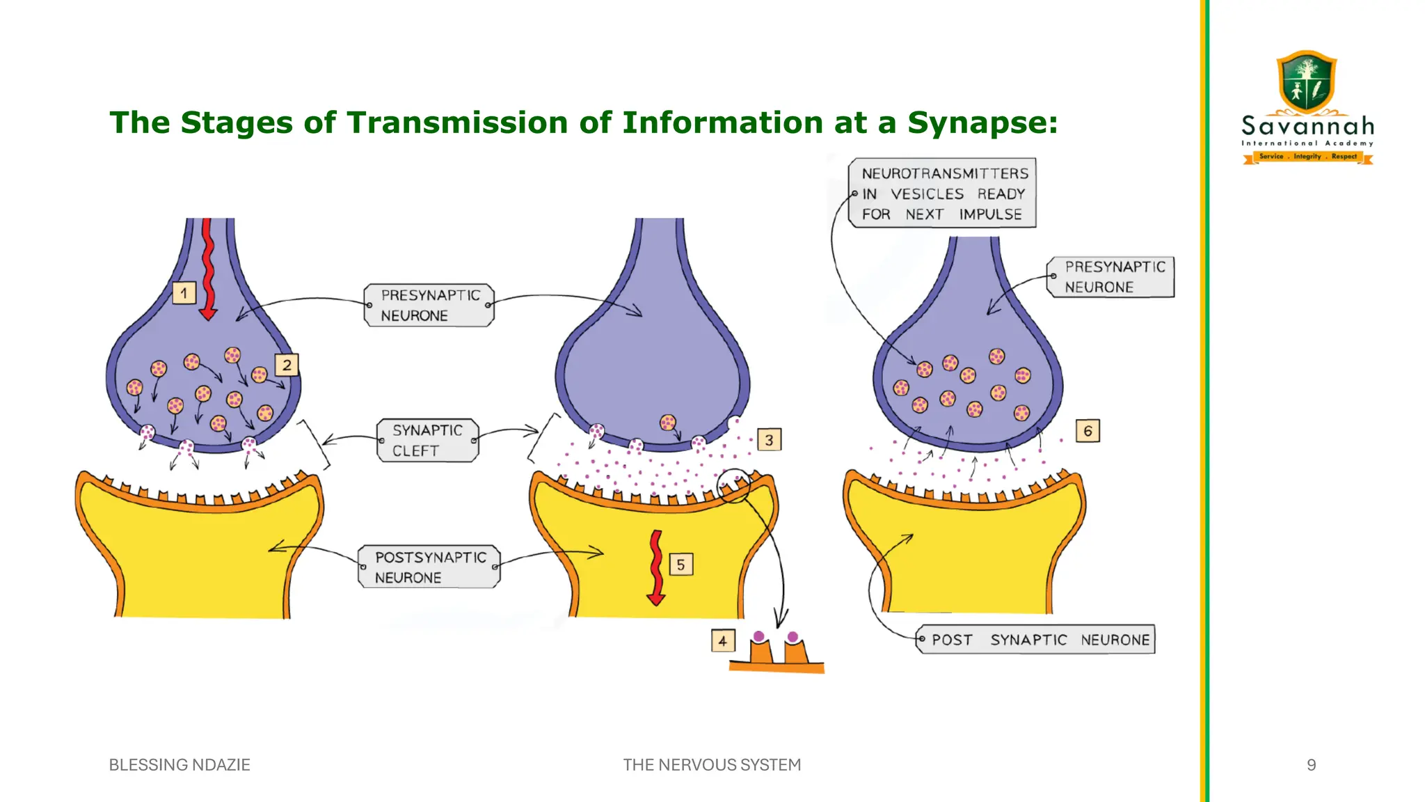 The Stages of Transmission of Information at a Synapse:
BLESSING NDAZIE THE NERVOUS SYSTEM 9
 