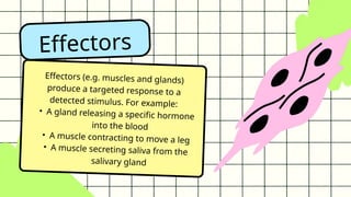 GENERAL BIOLOGY 2 THE NERVOUS SYSTEM OFT | PPTX