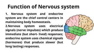 Control Systems In The Body GENERAL BIOLOGY 2 THE NERVOUS SYSTEM OFT | PPTX