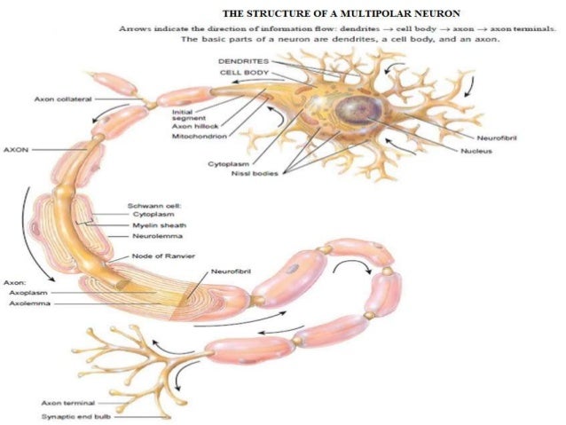 The nervous system presentation dawn part 1