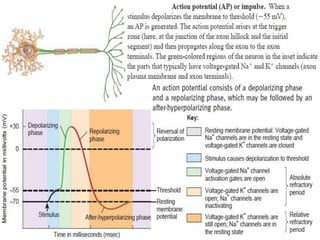 Action Potentials
 
