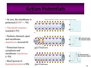 16
Action Potentials
• At rest, the membrane is
polarized (RMP = -70)
• Sodium channels open
and membrane
depolarizes (toward 0)
• Potassium leaves
cytoplasm and
membrane repolarizes
(+30)
• Threshold stimulus
reached (-55)
• Brief period of
hyperpolarization (-90)
Copyright © The McGraw-Hill Companies, Inc. Permission required for reproduction or display.
(a)
Region of depolarization
(b)
Region of repolarization
(c)
–70
–0
–70
–0
–70
–0
K+
Na+ Na+ Na+ Na+ Na+ Na+ Na+ Na+ Na+ Na+ Na+
K+ K+ K+ K+ K+ K+ K+
Na+ Na+ Na+ Na+ Na+ Na+ Na+ Na+ Na+ Na+ Na+
K+ K+ K+ K+ K+ K+ K+ K+
Na+ Na+ Na+ Na+ Na+ Na+ Na+ Na+
K+ K+ K+ K+ K+
Na+ Na+ Na+ Na+ Na+ Na+ Na+ Na+
K+ K+ K+ K+ K+
K+
K+
K+ K+
K+ K+
Na+ Na+ Na+
Na+ Na+ Na+
Threshold
stimulus
Na+ Na+ Na+ Na+ Na+ Na+ Na+ Na+
Na+ Na+ Na+ Na+ Na+ Na+ Na+ Na+
K+ K+ K+ K+ K+
K+ K+ K+ K+ K+
Na+ Na+ Na+
Na+ Na+ Na+
K+
K+
K+ K+ K+
K+ K+ K+
Na+ channels open
K+ channels closed
K+ channels open
Na+ channels closed
 