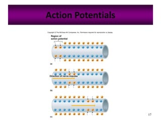 17
Action Potentials
Copyright © The McGraw-Hill Companies, Inc. Permission required for reproduction or display.
(a)
Direction of nerve impulse
+ +
+ +
+
– – – – – – – – –
– – – – –– – – –
– – – – –– – – –
– – – – – – – – –
– – – – – – – – –
– – – – – – – – –
+ + + + + + + +
+ + + + + + + + +
(b)
+ +
+ +
++ + + + + + + +
++ + + + + + + +
(c)
+ +
+ +
++ + + ++ + + +
++ + + ++ + + +
Region of
action potential
 