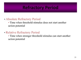 23
Refractory Period
• Absolute Refractory Period
• Time when threshold stimulus does not start another
action potential
• Relative Refractory Period
• Time when stronger threshold stimulus can start another
action potential
 